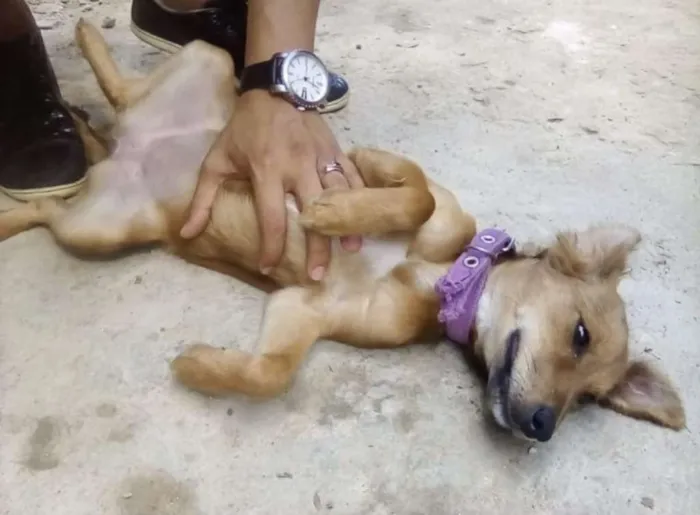 Cachorro raça Mestiça idade 1 ano nome Belinha