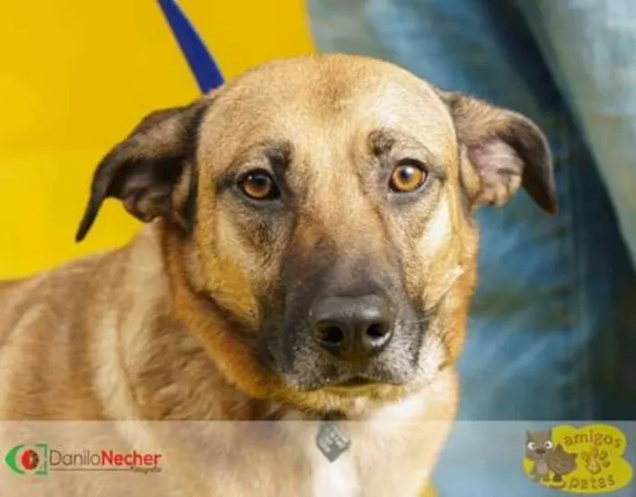 Cachorro ra a Srd idade 3 anos nome Bebel