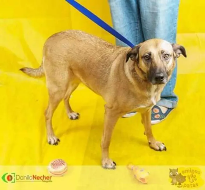 Cachorro ra a Srd idade 3 anos nome Bebel