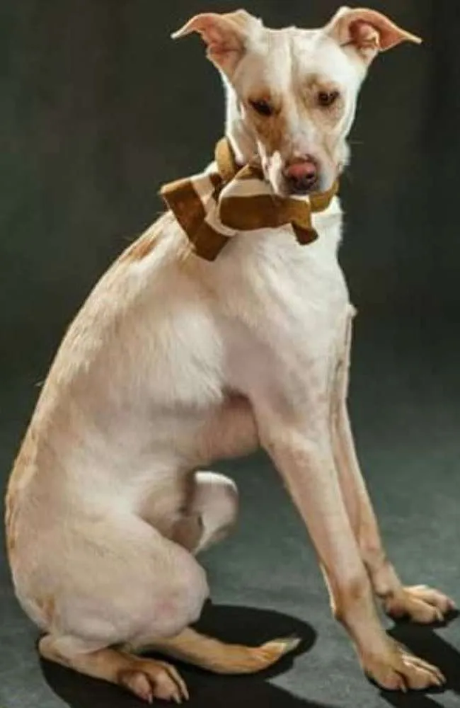 Cachorro ra a Srd idade  nome Sebastian