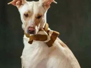 Cachorro raça Srd idade  nome Sebastian