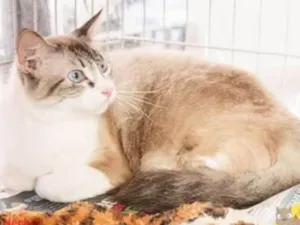 Gato raça Srd idade 4 anos nome Bia