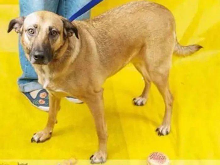 Cachorro ra a Srd idade 3 anos nome Bebel