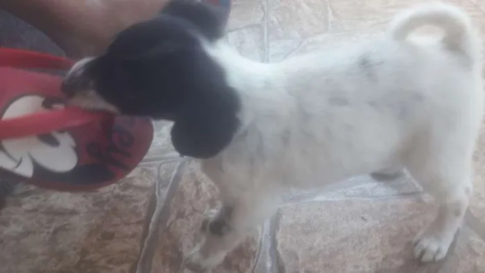 Cachorro ra a Vira lata  idade 2 a 6 meses nome Tininha