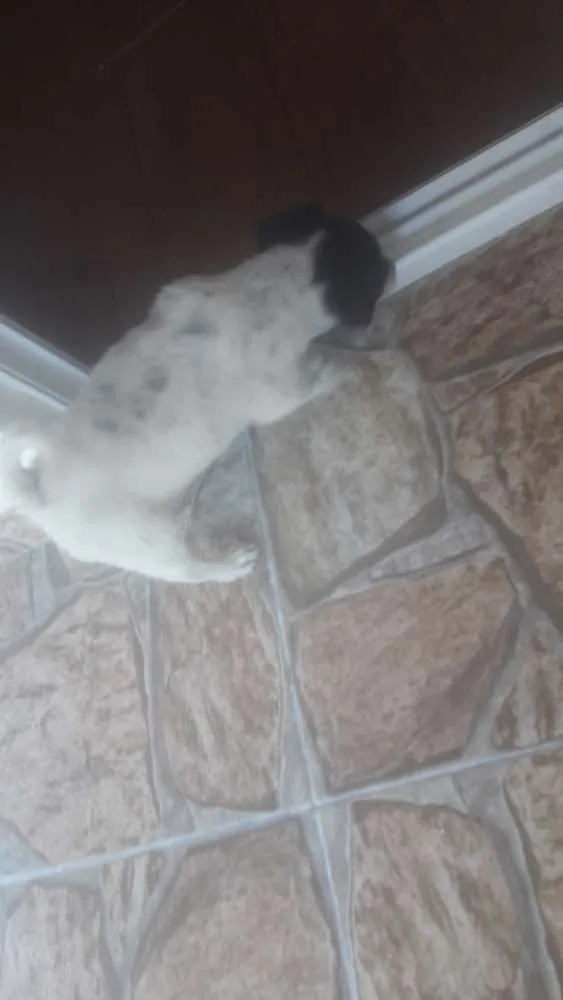 Cachorro ra a Vira lata  idade 2 a 6 meses nome Tininha