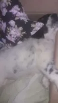 Tininha