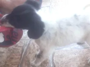 Cachorro raça Vira lata  idade 2 a 6 meses nome Tininha