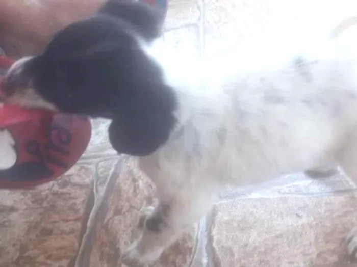 Cachorro ra a Vira lata  idade 2 a 6 meses nome Tininha