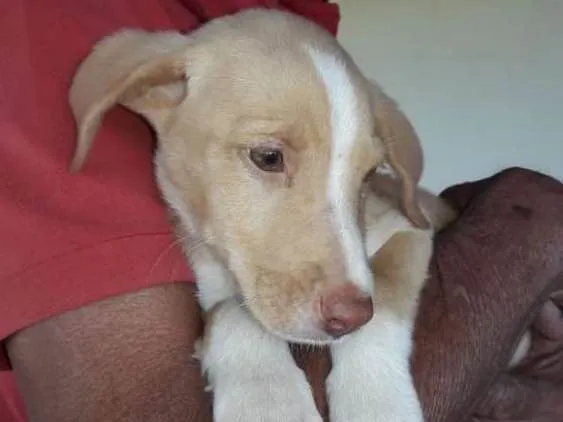 Cachorro ra a Srd idade 2 a 6 meses nome Sem Nome