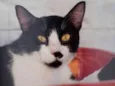 Bigode