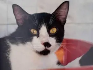 Gato raça Srd idade 1 ano nome Bigode