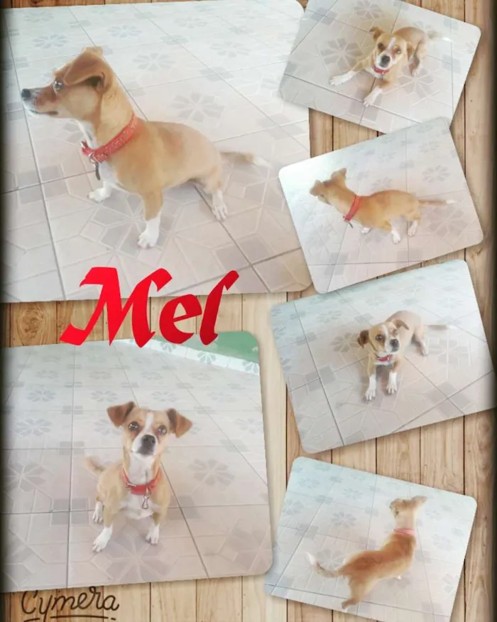 Cachorro raça Raça indefinida  idade 7 a 11 meses nome Mel