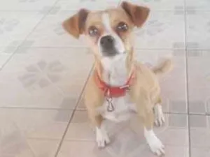 Cachorro raça Raça indefinida  idade 7 a 11 meses nome Mel