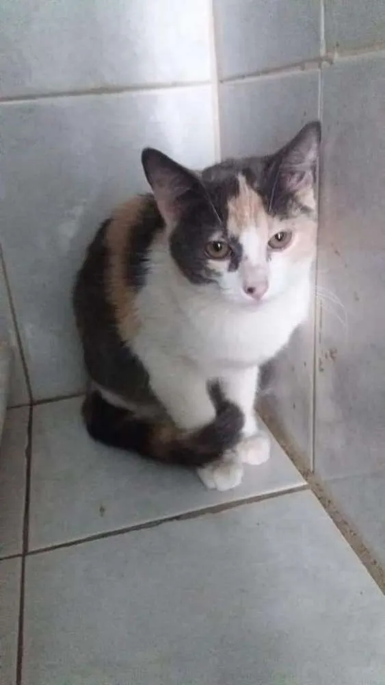 Gato ra a Felino idade 2 a 6 meses nome Mia