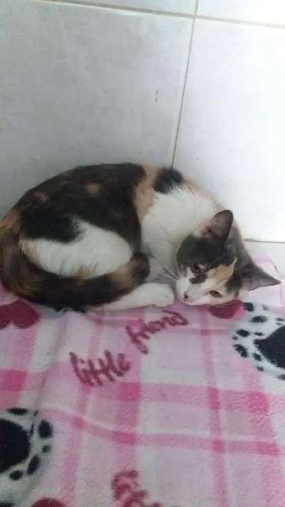 Gato ra a Felino idade 2 a 6 meses nome Mia