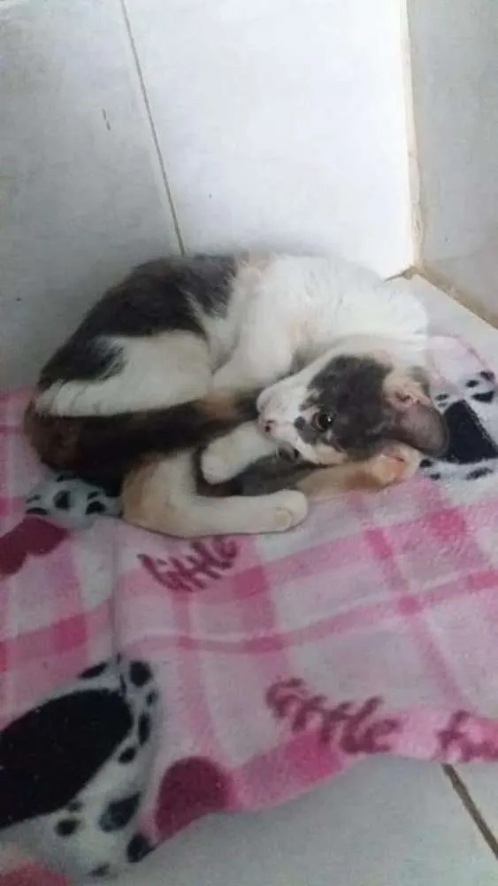 Gato ra a Felino idade 2 a 6 meses nome Mia