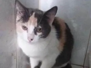 Gato raça Felino idade 2 a 6 meses nome Mia