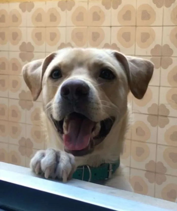 Cachorro raça SRD idade 1 ano nome Bruce