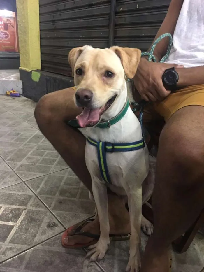 Cachorro raça SRD idade 1 ano nome Bruce