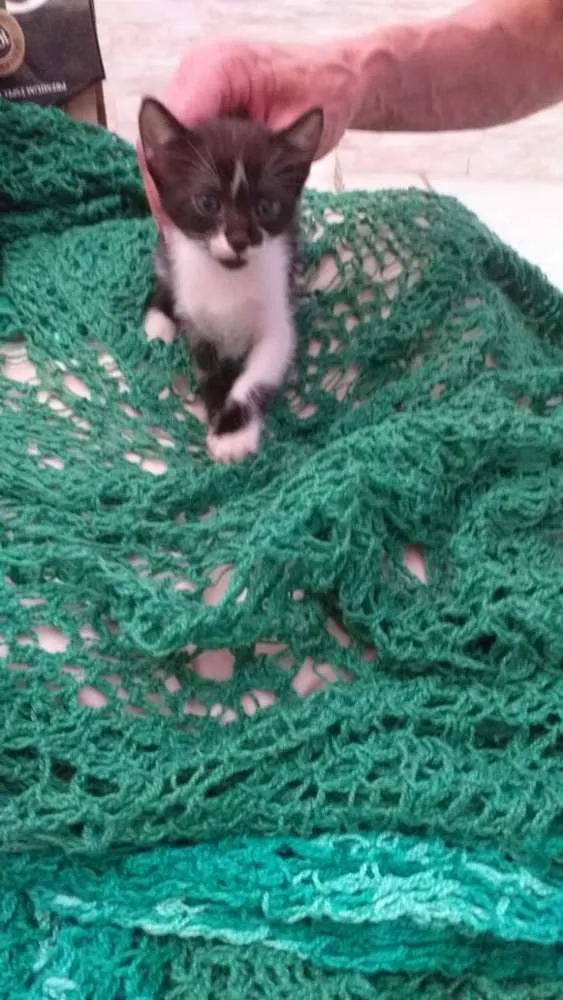 Gato raça Srd idade  nome Luma