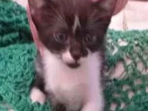 Gato raça Srd idade  nome Luma
