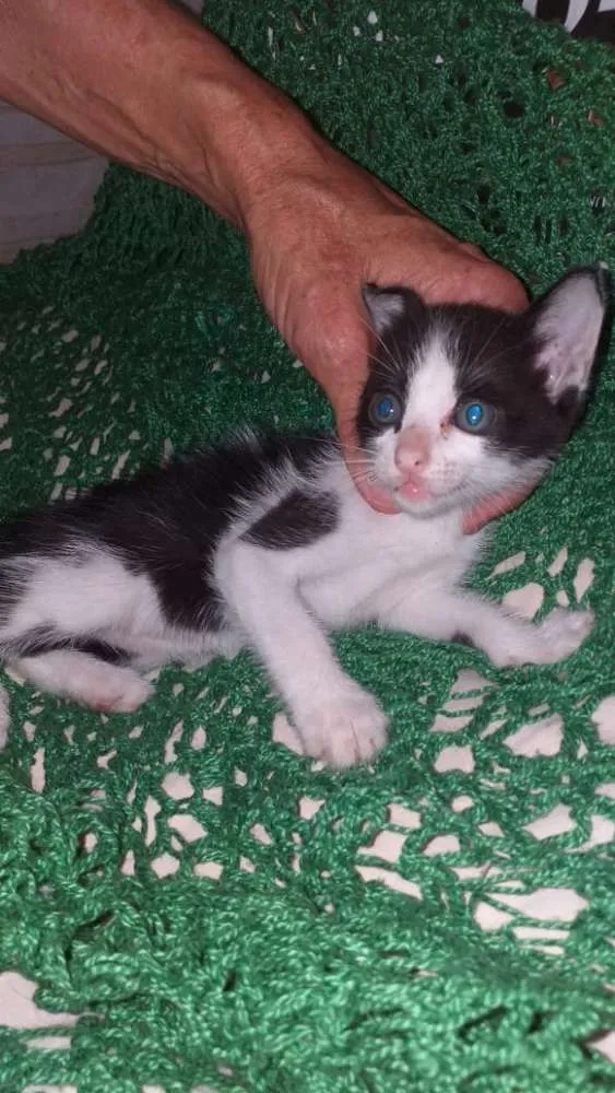 Gato raça Srd idade Abaixo de 2 meses nome Karen