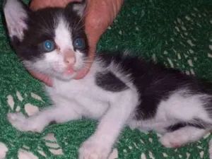 Gato raça Srd idade Abaixo de 2 meses nome Karen