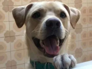 Cachorro raça SRD idade 1 ano nome Bruce