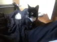 Pitoco e Maya