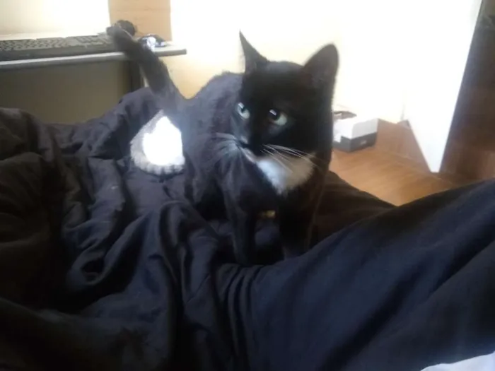 Gato ra a Não sei idade 2 a 6 meses nome Pitoco e Maya