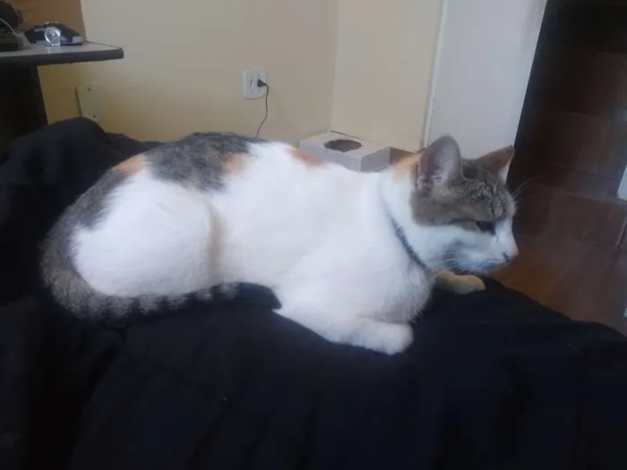 Gato ra a Não sei idade 2 a 6 meses nome Pitoco e Maya