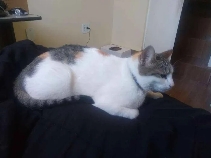 Gato ra a Não sei idade 2 a 6 meses nome Pitoco e Maya