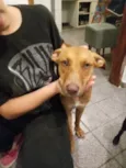 Delano