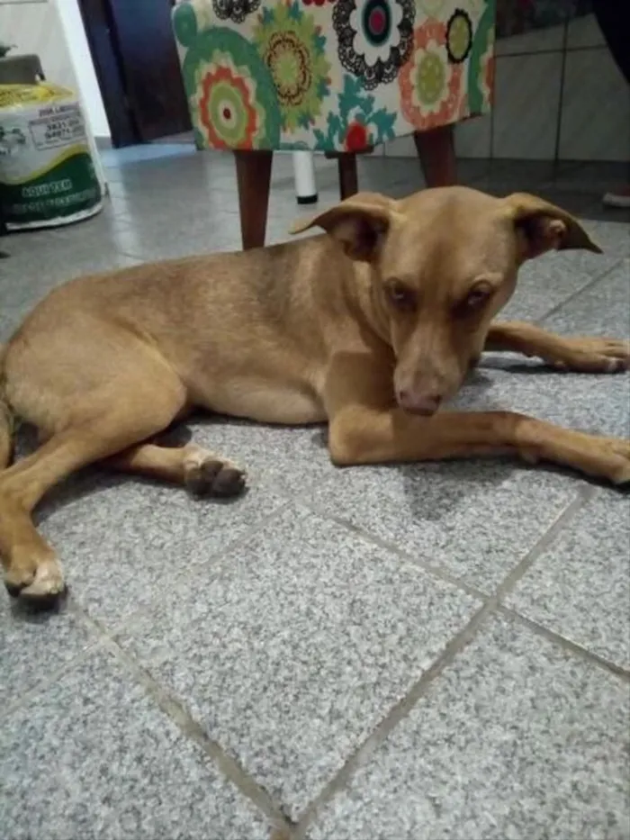 Cachorro ra a Vira-lata  idade 2 a 6 meses nome Delano