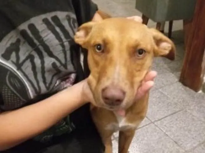 Cachorro ra a Vira-lata  idade 2 a 6 meses nome Delano