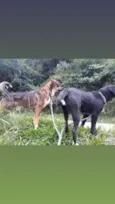 Thor e Layca