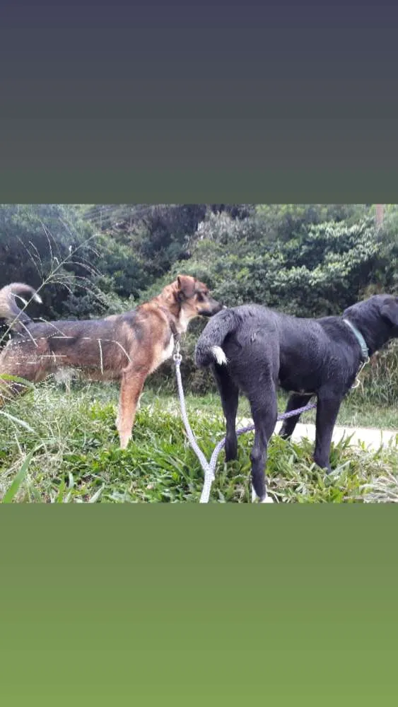 Cachorro ra a Labrador com vira lata  idade 1 ano nome Thor e Layca