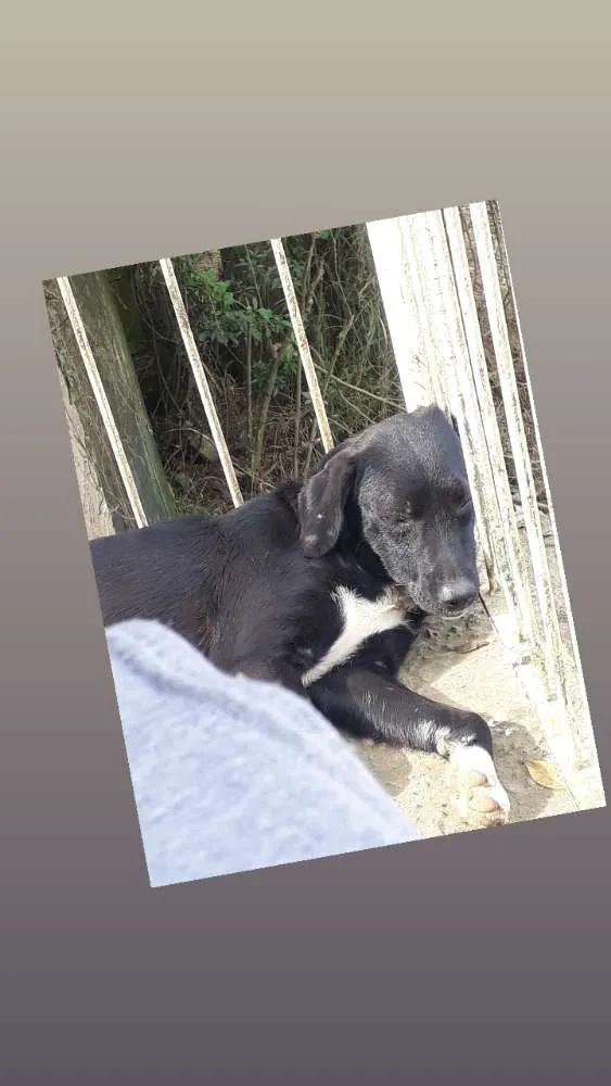 Cachorro ra a Labrador com vira lata  idade 1 ano nome Thor e Layca