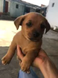 Vitório 