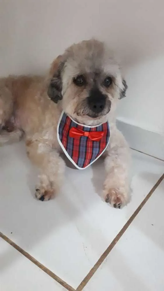 Cachorro ra a Srd idade 6 ou mais anos nome Tod