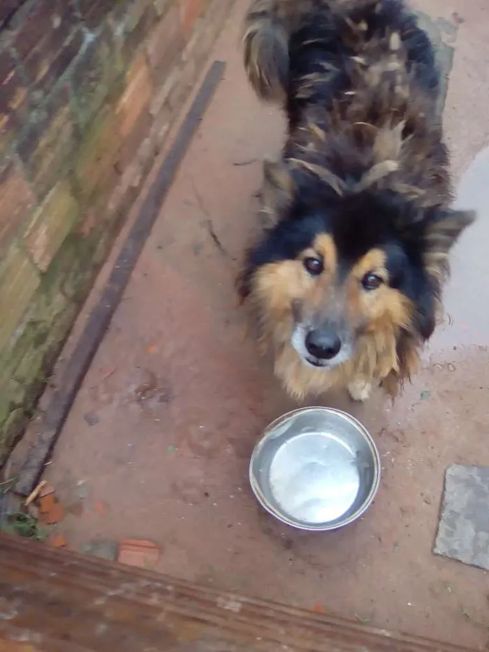 Cachorro ra a Chaw chaw com labrador idade 6 ou mais anos nome Bidu