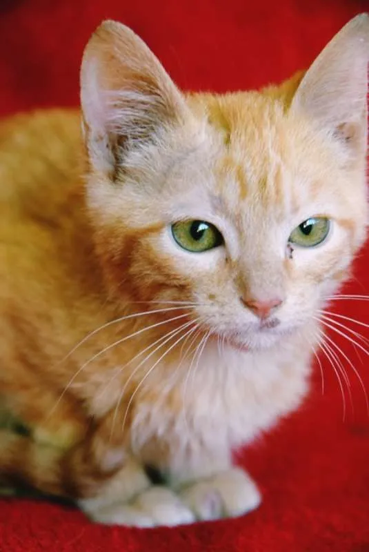 Gato ra a SRD idade Abaixo de 2 meses nome LEANDRO ORANGE