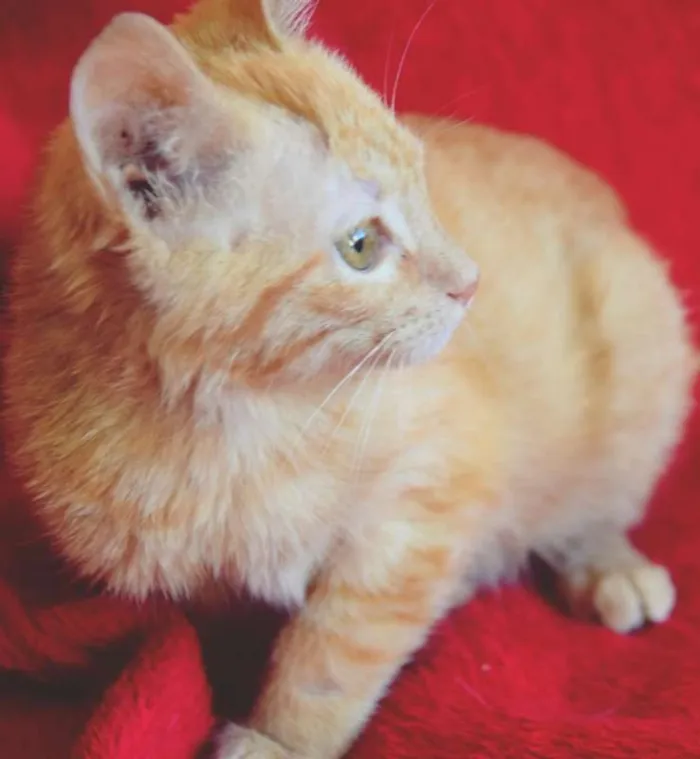 Gato ra a SRD idade Abaixo de 2 meses nome LEANDRO ORANGE