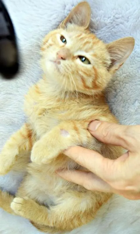 Gato ra a SRD idade Abaixo de 2 meses nome LEANDRO ORANGE