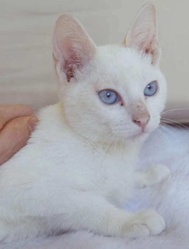 Gato ra a SRD idade 2 a 6 meses nome GOLIAS REDPOINT