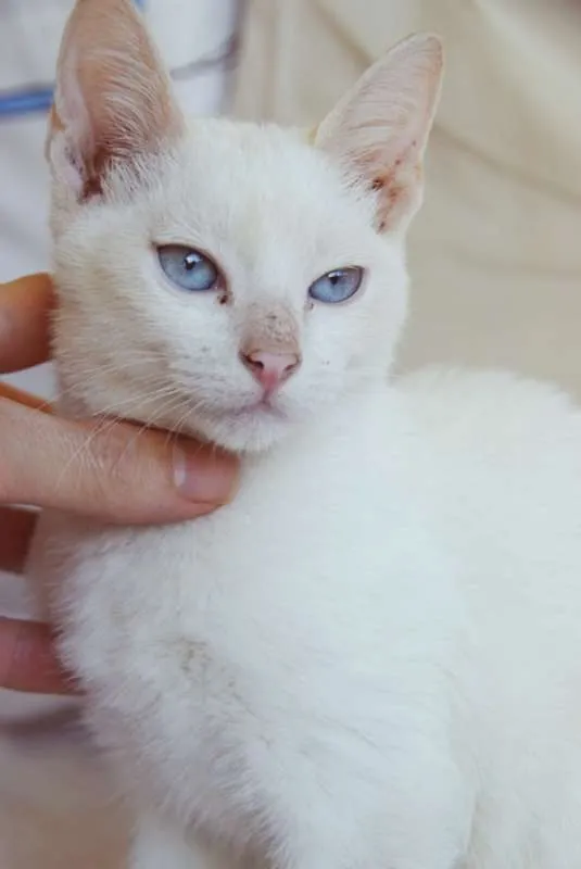 Gato ra a SRD idade 2 a 6 meses nome GOLIAS REDPOINT