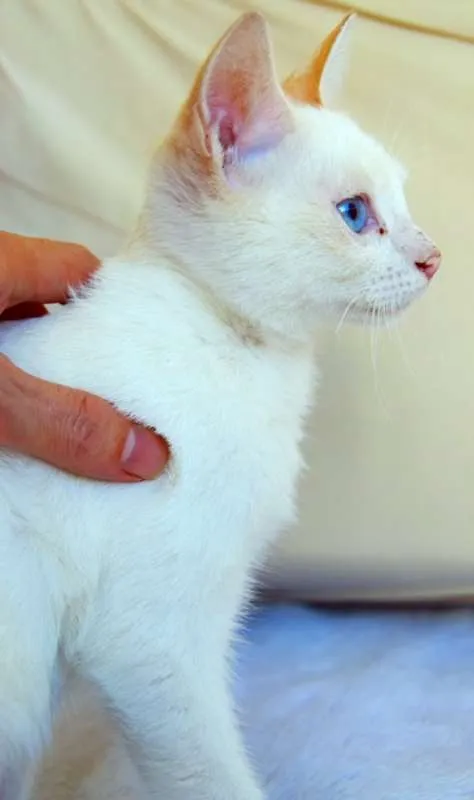 Gato ra a SRD idade 2 a 6 meses nome GOLIAS REDPOINT