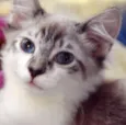FRANCELINO MIX