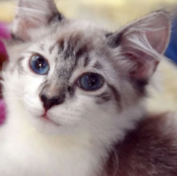 Gato ra a SRD idade 2 a 6 meses nome FRANCELINO MIX