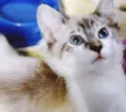 FRANCELINO MIX